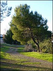 LosGatosTrail09-638c.jpg