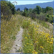 LosGatosTrail10-256b.jpg