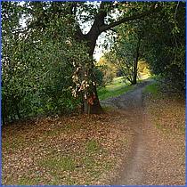 LosGatosTrail12-072-web.jpg