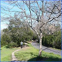 LosGatosTrail12-141a-web.jpg