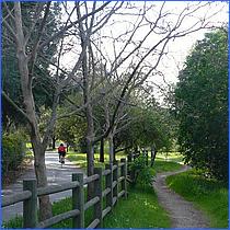 LosGatosTrail12-240a-web.jpg