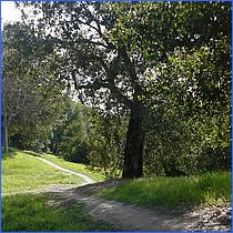 LosGatosTrail12-264-web.jpg