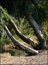 LosGatosTrail09-406b.jpg