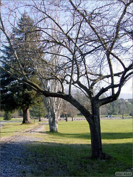 OakMeadow06-3trees-095b.jpg - for personal use only