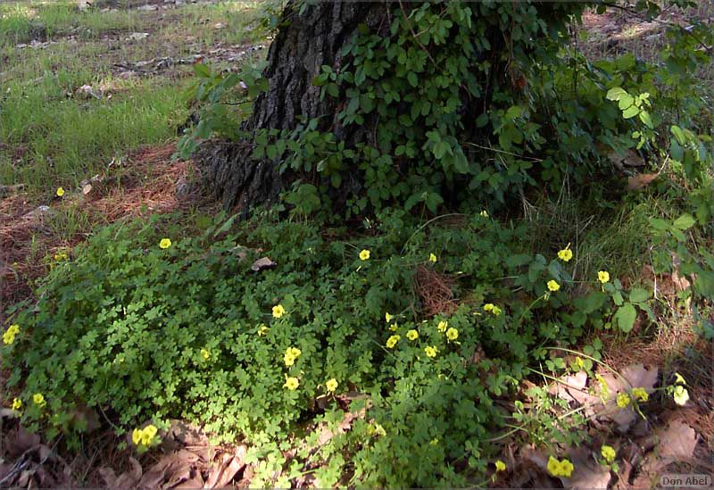 OakMeadow06-shrubs-197b.jpg - for personal use only
