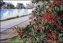 LosGatosTrail06-020b.jpg