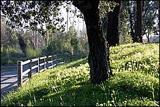 LosGatosTrail06-036b.jpg