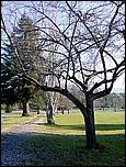 OakMeadow06-3trees-095b.jpg