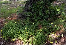 OakMeadow06-shrubs-197b.jpg