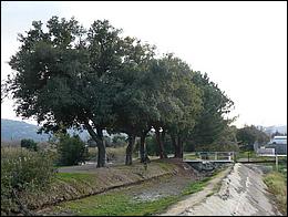 LosGatosTrail09-037b.jpg