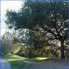 LosGatosTrail12-011.jpg