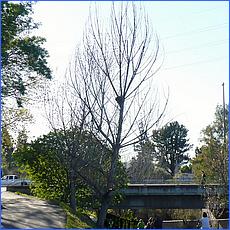 LosGatosTrail12-033a-web.jpg