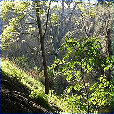 LosGatosTrail12-038-web.jpg