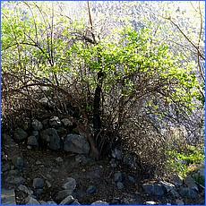 LosGatosTrail12-057a-web.jpg