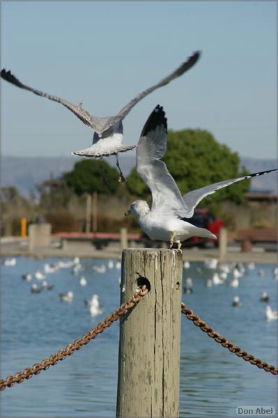 PaloAltoBaylands08-191b.jpg - for personal use