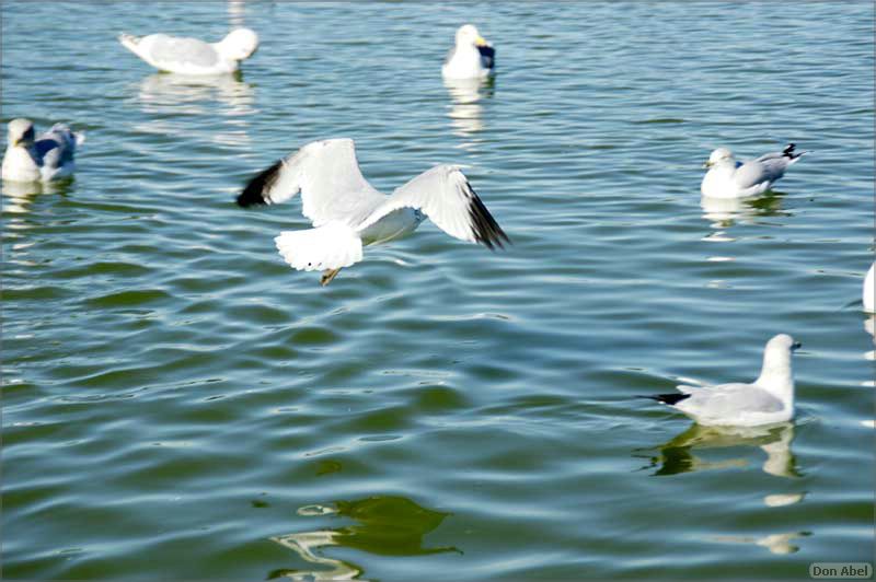 PaloAltoBaylands08-200c.jpg - for personal use