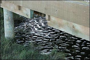 PaloAltoBaylands08-155b.jpg