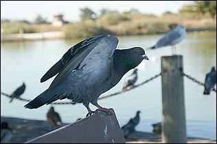 PaloAltoBaylands08-182c.jpg