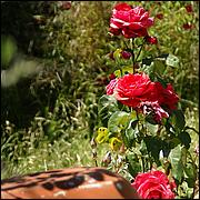 PrevostRanch-Gardens-007c3-web.jpg