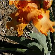 PrevostRanch-Gardens-024-web.jpg