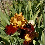 PrevostRanch-Gardens-039-web.jpg