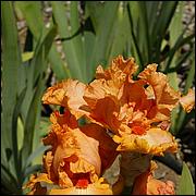 PrevostRanch-Gardens-042-web.jpg