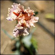 PrevostRanch-Gardens-046a-web.jpg