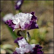 PrevostRanch-Gardens-048a3-web.jpg