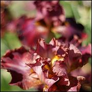 PrevostRanch-Gardens-053-web.jpg