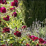 PrevostRanch-Gardens-137c2-web.jpg