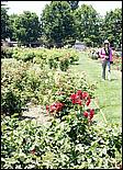 SJRoseGarden08-03c.jpg