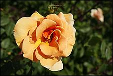 SJRoseGarden08-12c.jpg