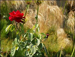 RosicrucianMuseum08-056c.jpg