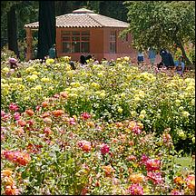 SanJoseMunicipalRoseGarden21-003a.jpg