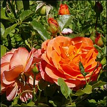 SanJoseMunicipalRoseGarden21-004a.jpg