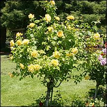 SanJoseMunicipalRoseGarden21-008a.jpg