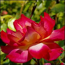 SanJoseMunicipalRoseGarden21-032a2.jpg