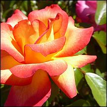 SanJoseMunicipalRoseGarden21-037c1.jpg