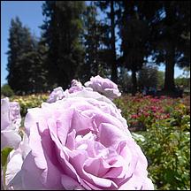 SanJoseMunicipalRoseGarden21-041a.jpg