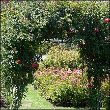 SanJoseMunicipalRoseGarden21-044a.jpg