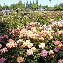 SanJoseMunicipalRoseGarden21-051.jpg