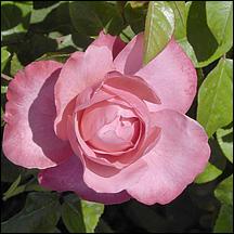 SanJoseMunicipalRoseGarden21-054a2.jpg