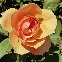 SanJoseMunicipalRoseGarden21-057a.jpg