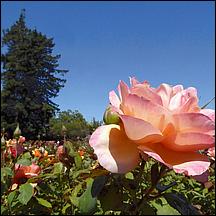 SanJoseMunicipalRoseGarden21-059a.jpg