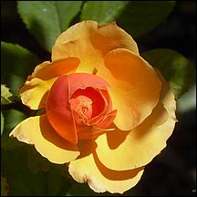 SanJoseMunicipalRoseGarden21-060a.jpg