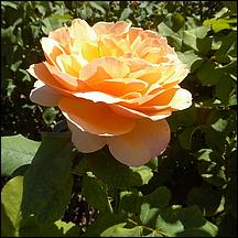 SanJoseMunicipalRoseGarden21-062a.jpg