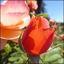 SanJoseMunicipalRoseGarden21-063.jpg