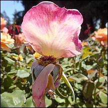 SanJoseMunicipalRoseGarden21-065a.jpg