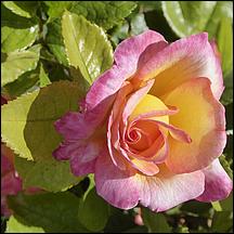 SanJoseMunicipalRoseGarden21-068.jpg