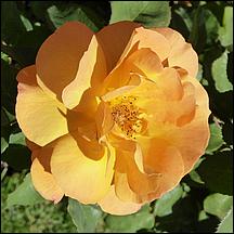 SanJoseMunicipalRoseGarden21-069c1.jpg